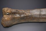 Fossil Hadrosaur Femur With Metal Stand - Montana #352273-5
